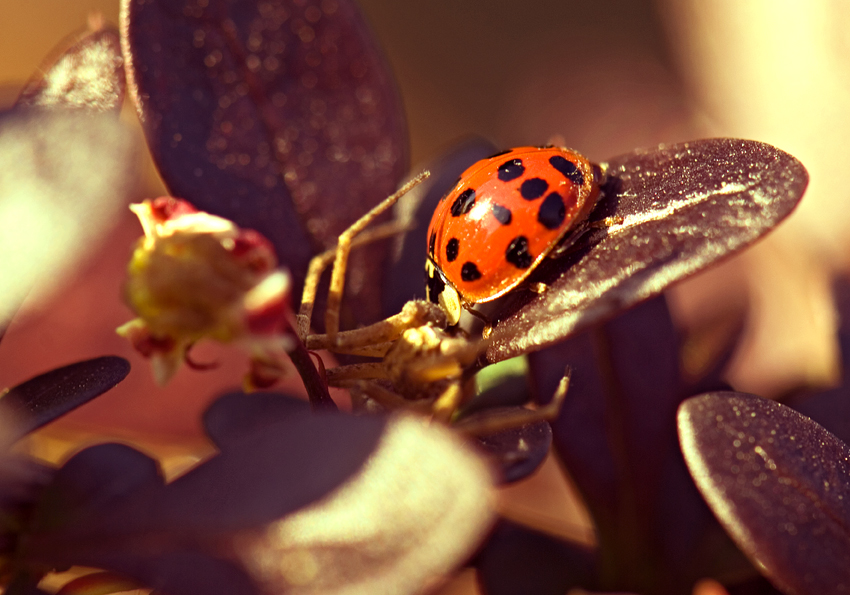 slunéčko sedmitečné - Coccinella septempunctata