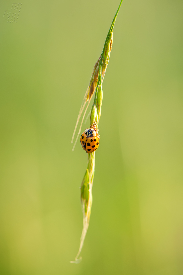 slunéčko východní - Harmonia axyridis