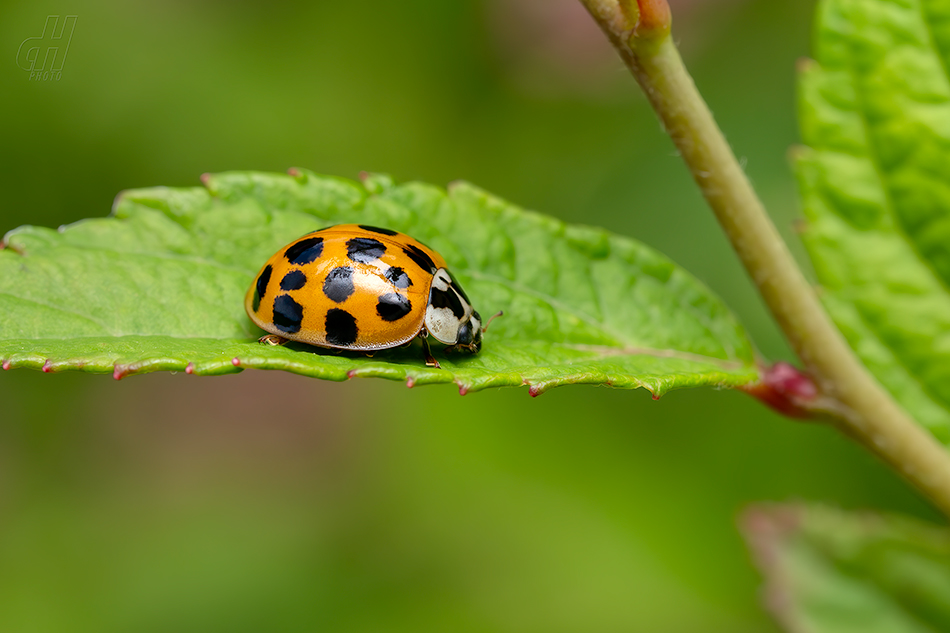 slunéčko východní - Harmonia axyridis