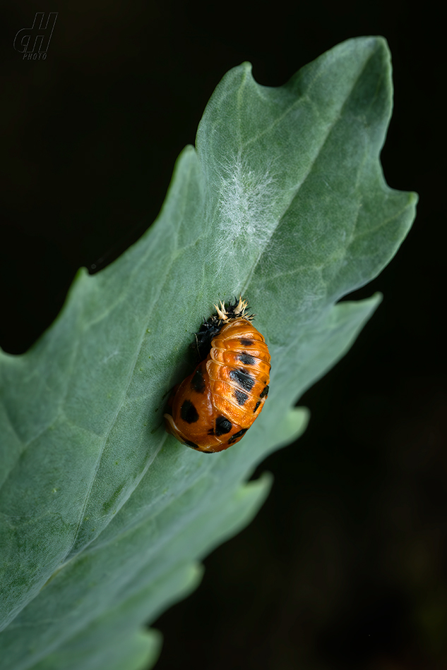 slunéčko východní - Harmonia axyridis