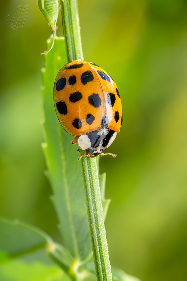 slunéčko východní - Harmonia axyridis