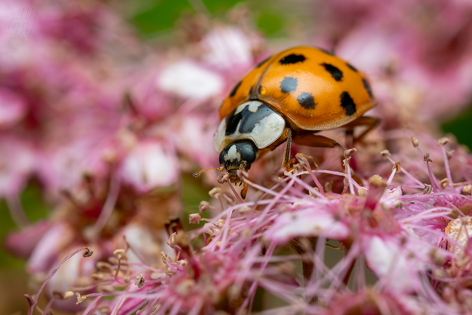 slunéčko východní - Harmonia axyridis