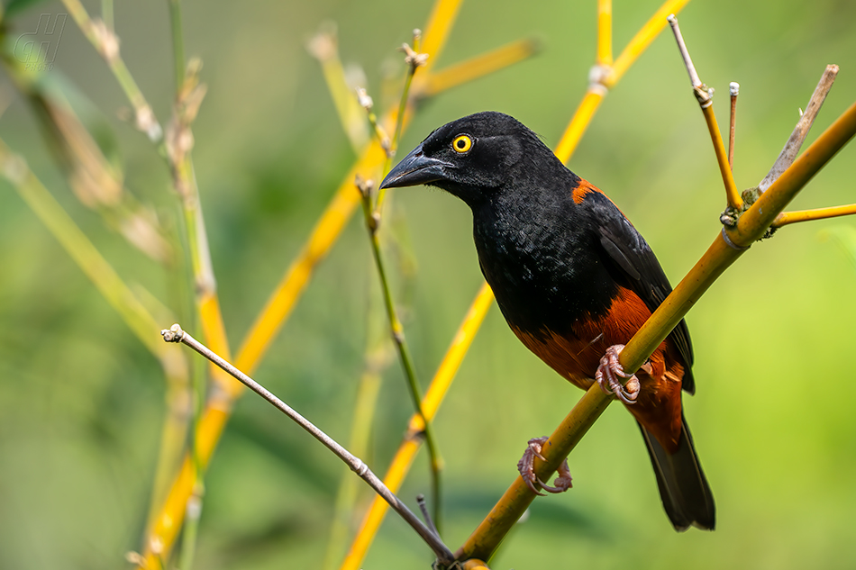snovač černý - Ploceus castaneofuscus