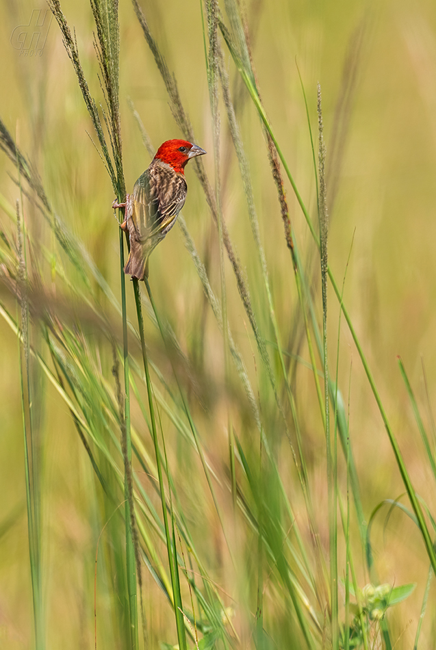 snovač rudohlavý - Quelea erythrops