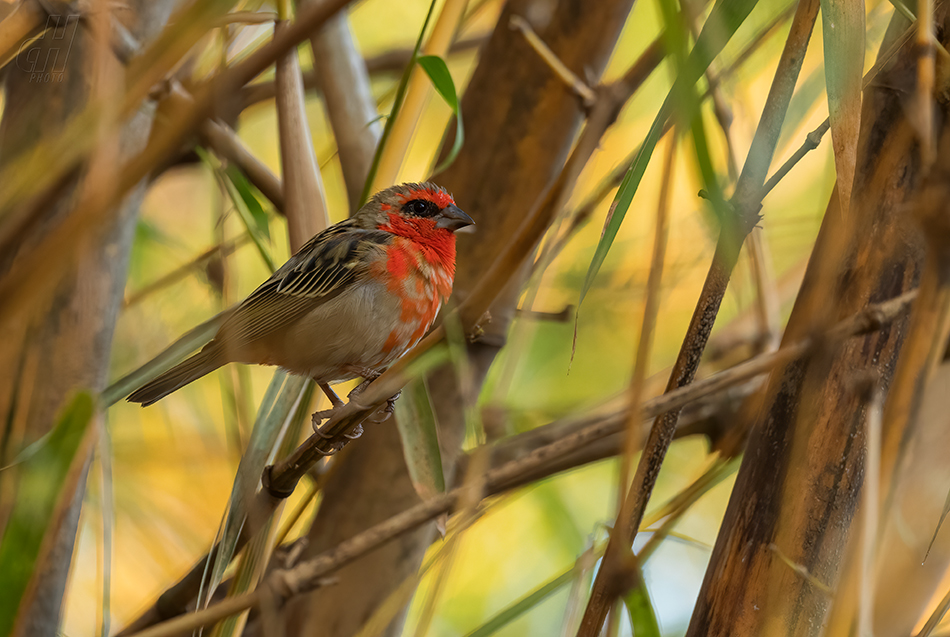 snovatec madagaskarský - Foudia madagascariensis