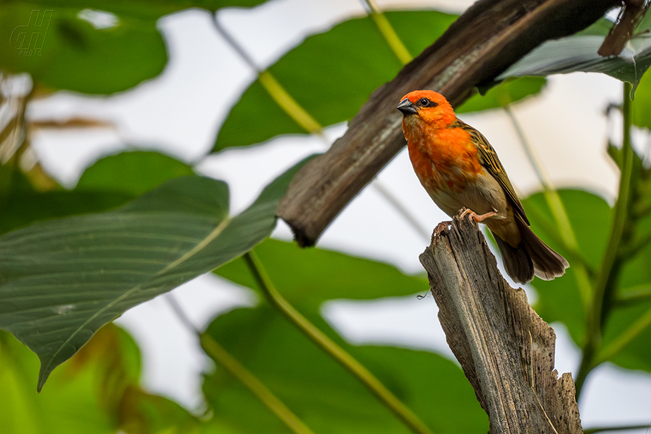 snovatec madagaskarský - Foudia madagascariensis