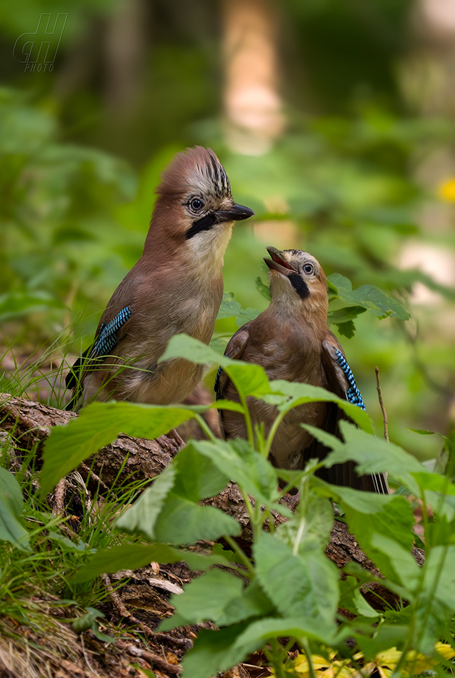 sojka obecná - Garrulus glandarius