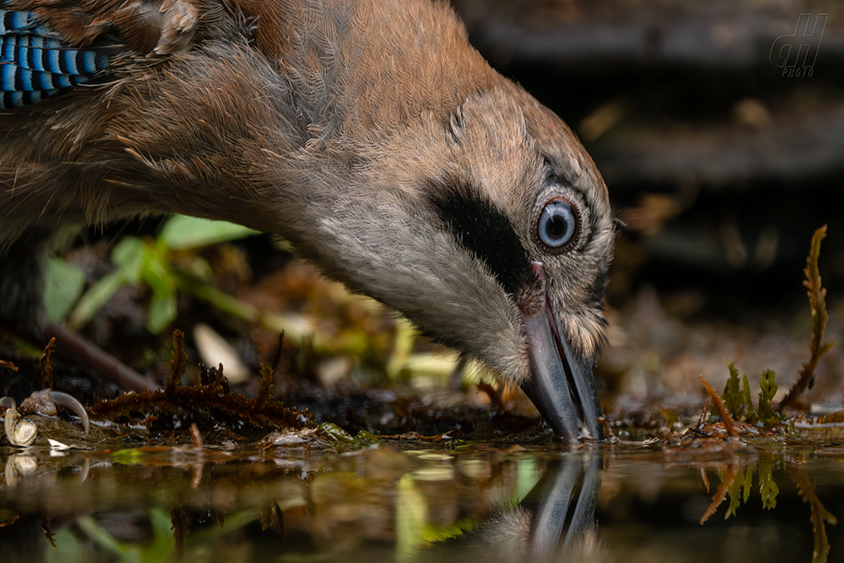 sojka obecná - Garrulus glandarius