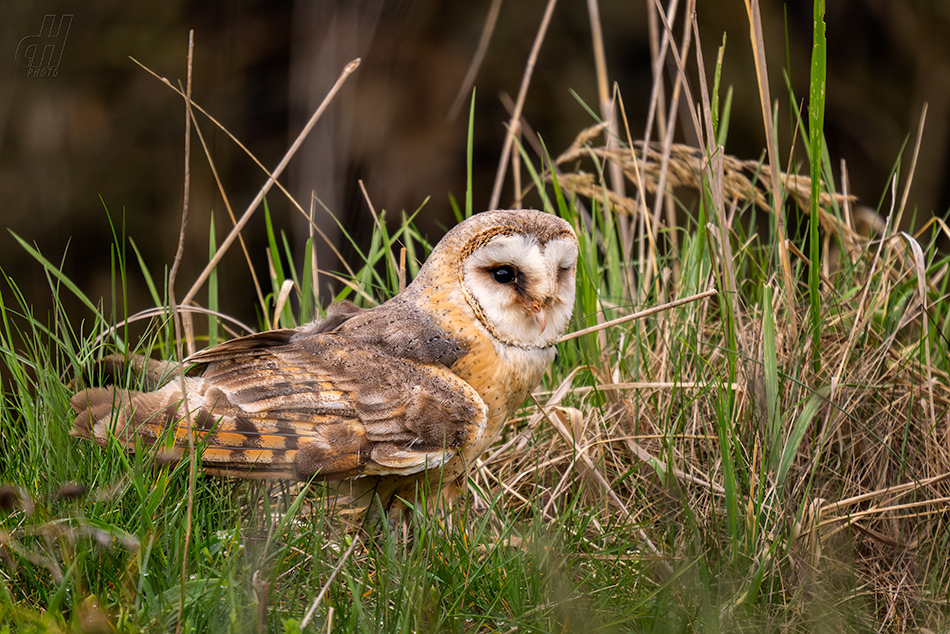 sova pálená - Tyto alba