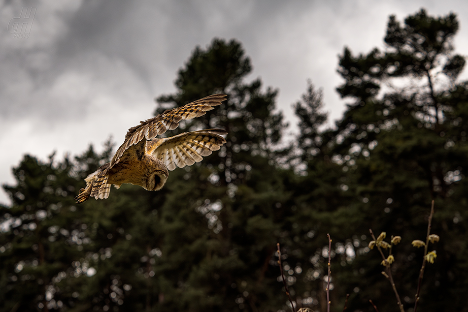 sova pálená - Tyto alba