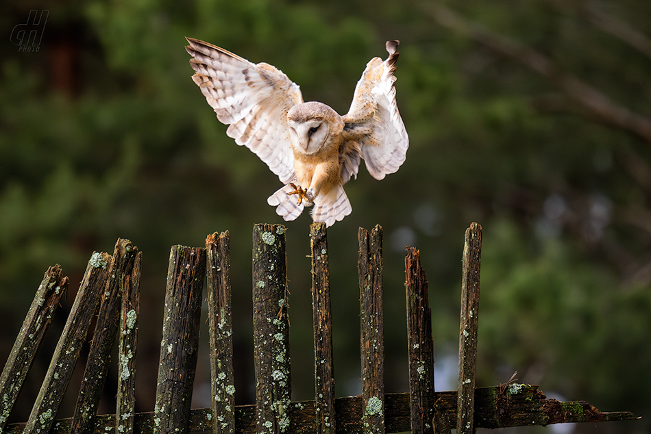 sova pálená - Tyto alba