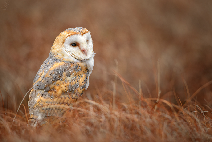 sova pálená - Tyto alba