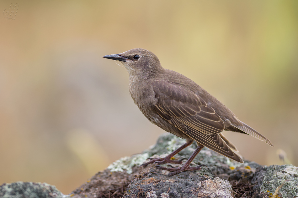 špaček obecný - Sturnus vulgaris