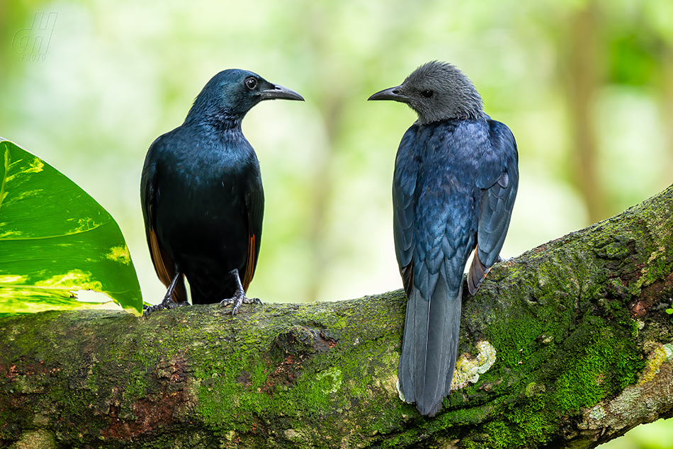 špaček rudokřídlý - Onychognathus morio