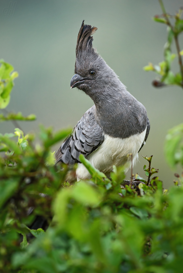 sparák bělobřichý - Corythaixoides leucogaster
