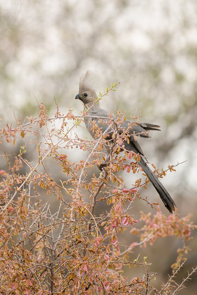 sparák šedý - Corythaixoides concolor