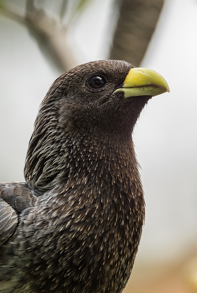 sparák žíhaný - Crinifer zonurus