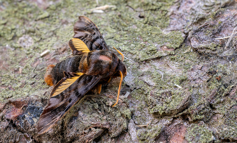 Sphecodina caudata