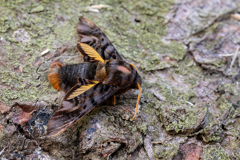 Sphecodina caudata