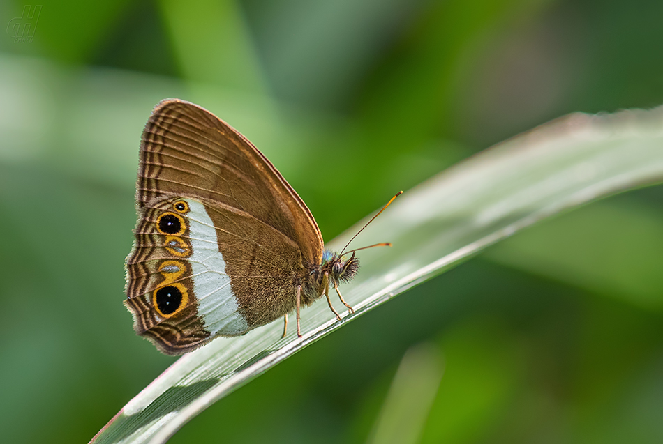 Splendeuptychia ashna