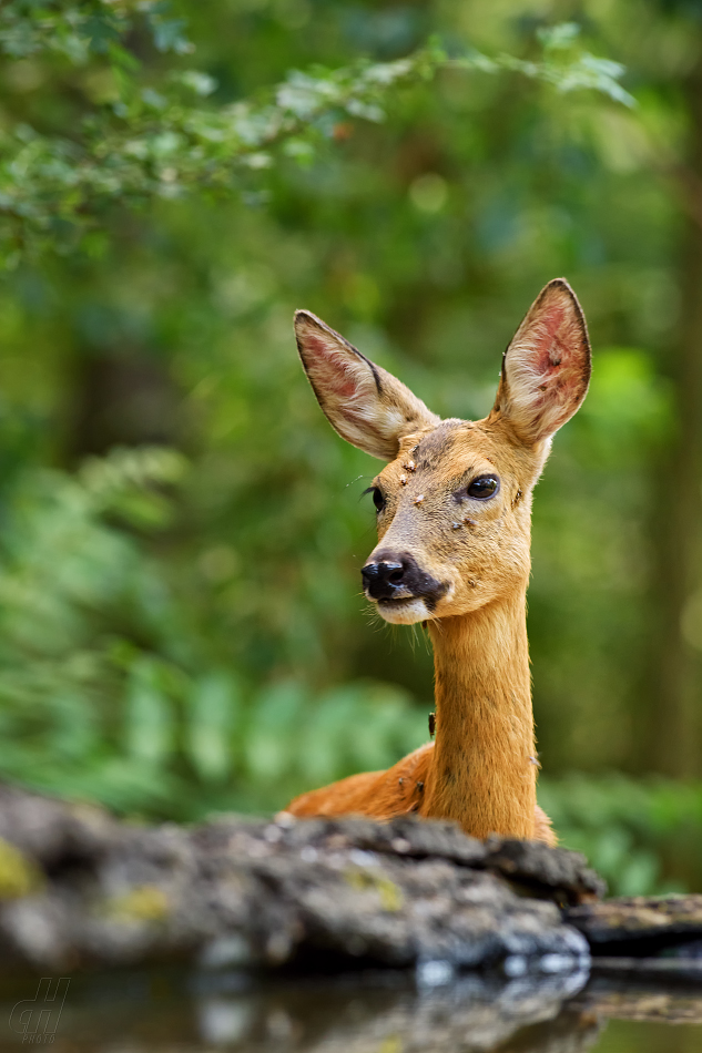 srnec obecný - Capreolus capreolus