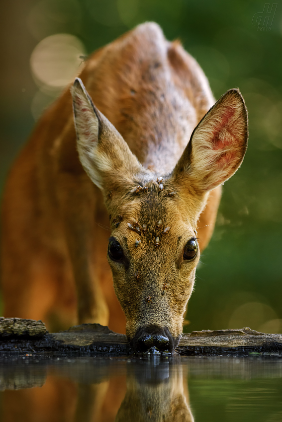 srnec obecný - Capreolus capreolus