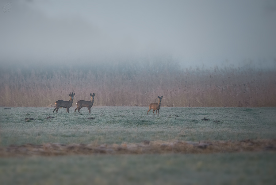 srnec obecný - Capreolus capreolus