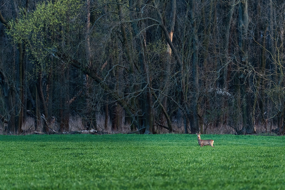 srnec obecný - Capreolus capreolus