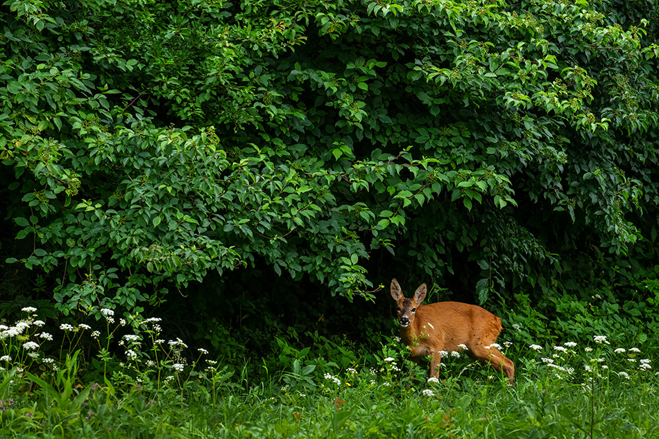 srnec obecný - Capreolus capreolus