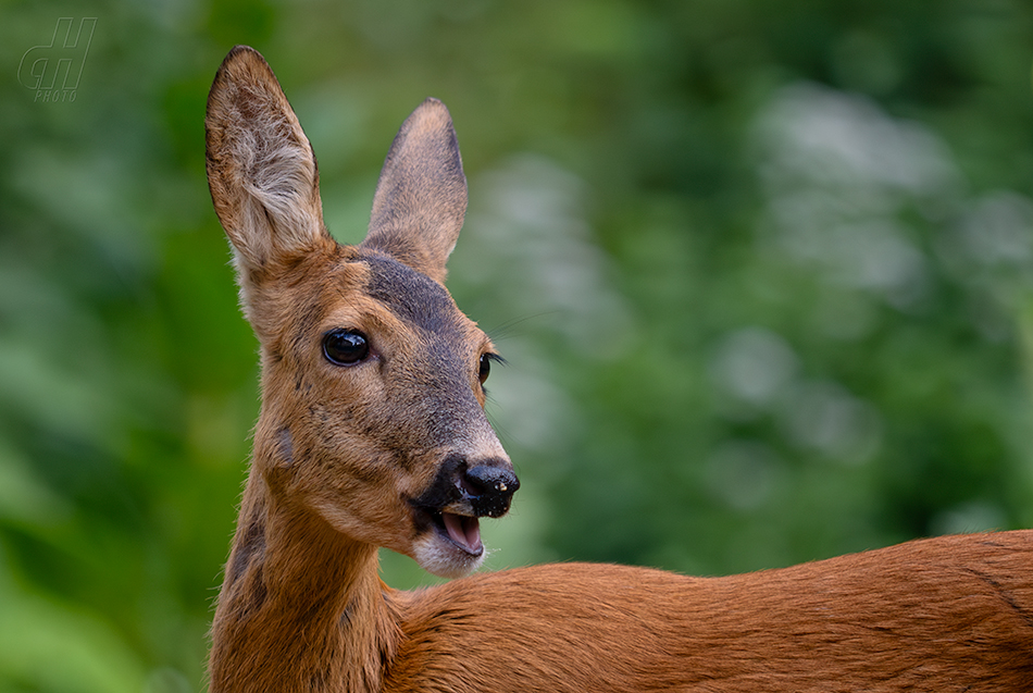 srnec obecný - Capreolus capreolus