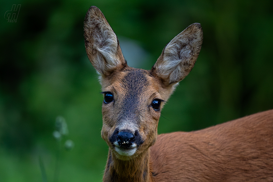 srnec obecný - Capreolus capreolus