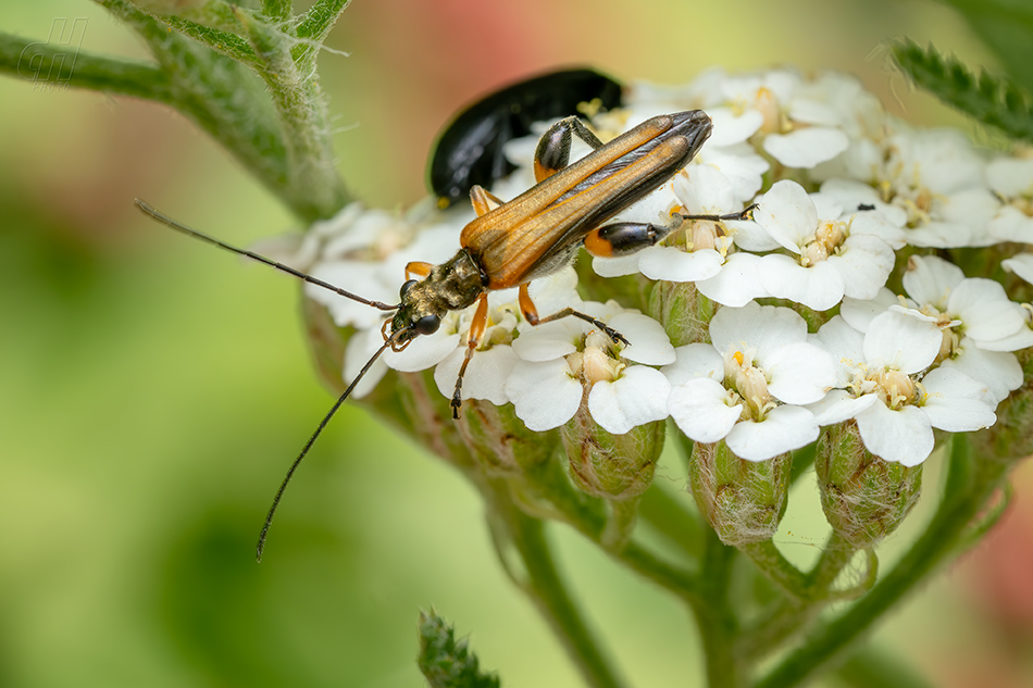 stehenáč nahnědlý - Oedemera podagrariae