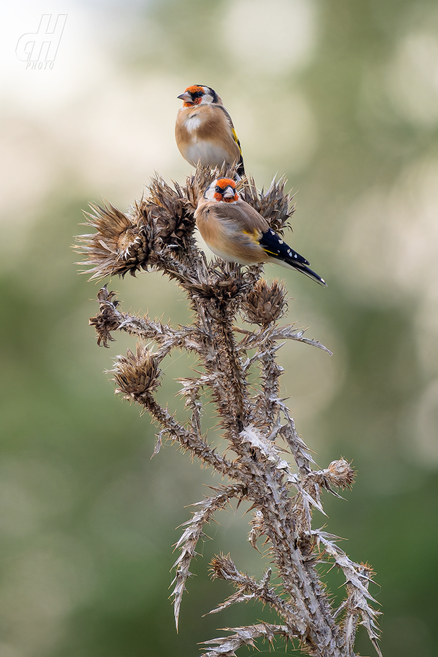 stehlík obecný - Carduelis carduelis