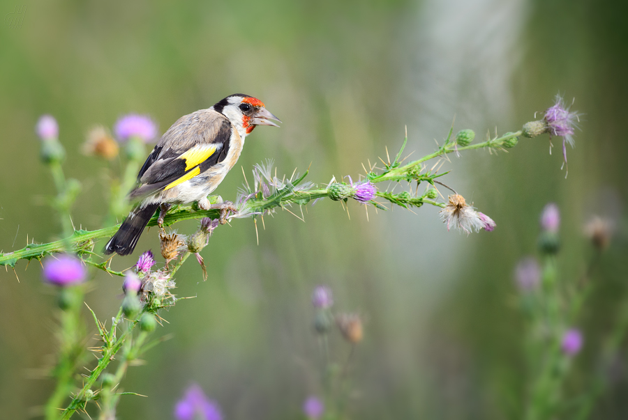stehlík obecný - Carduelis carduelis