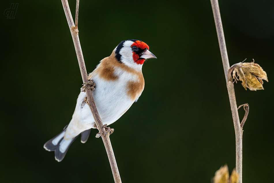 stehlík obecný - Carduelis carduelis