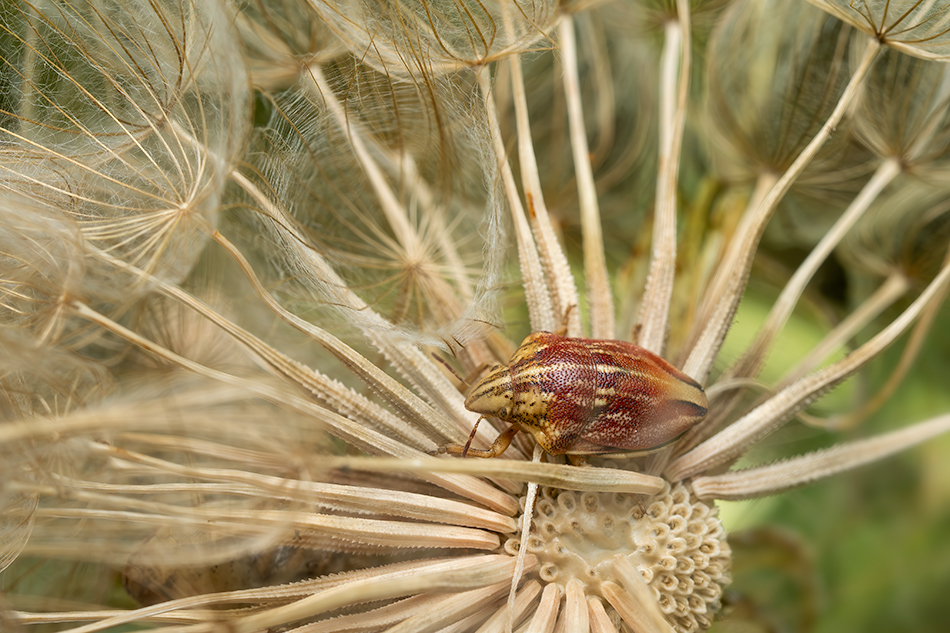 štítovka rudopásá - Odontotarsus purpureolineatus