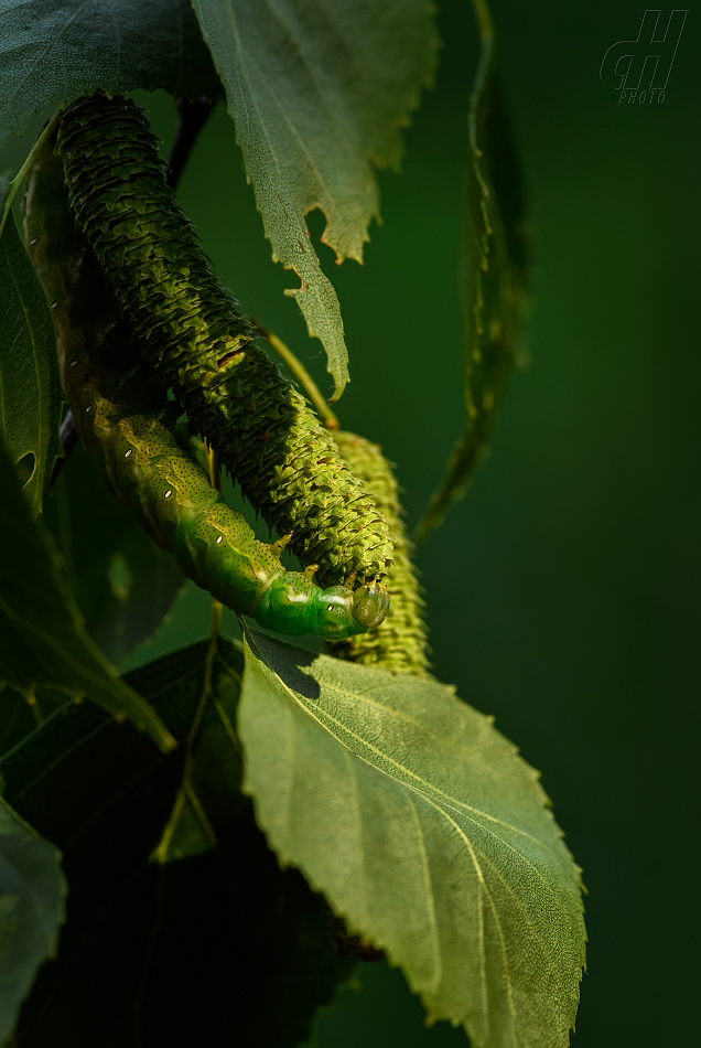 strakáč březový - Endromis versicolora