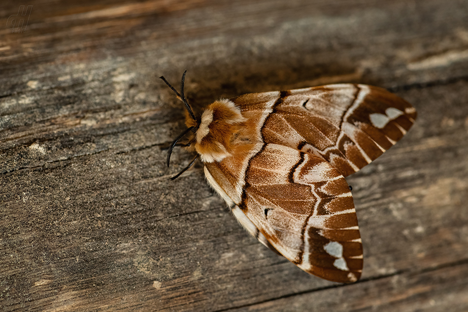 strakáč březový - Endromis versicolora