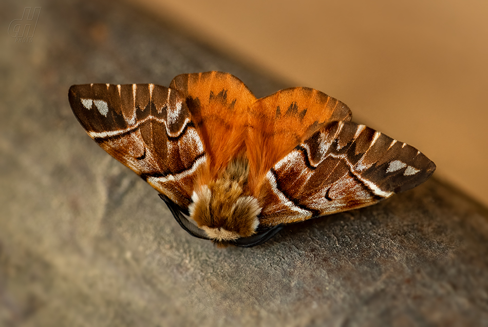 strakáč březový - Endromis versicolora