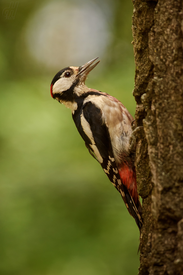 strakapoud velký - Dendrocopos major