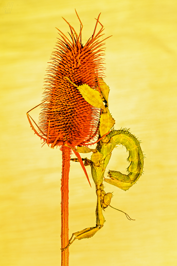 strašilka australská - Extatosoma tiaratum