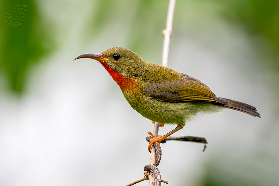 strdimil karmínovoprsý - Aethopyga siparaja
