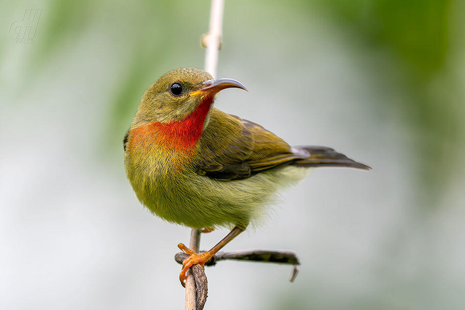 strdimil karmínovoprsý - Aethopyga siparaja