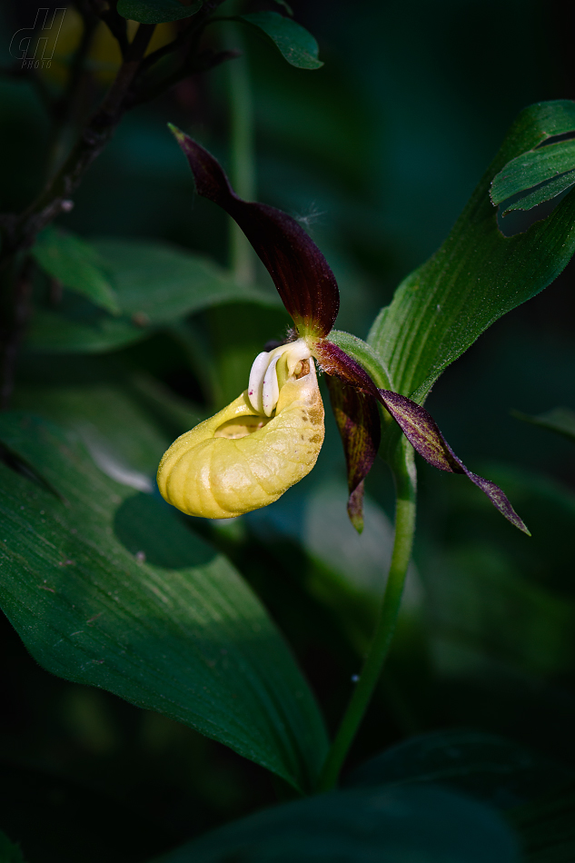 střevíčník pantoflíček - Cypripedium calceolus