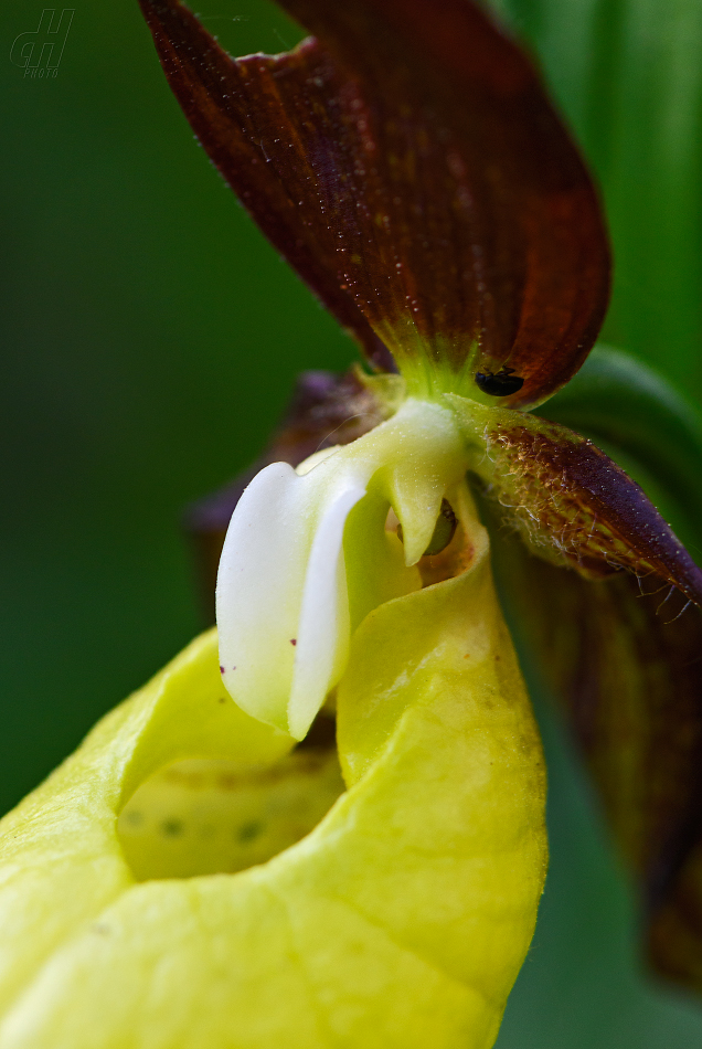 střevíčník pantoflíček - Cypripedium calceolus
