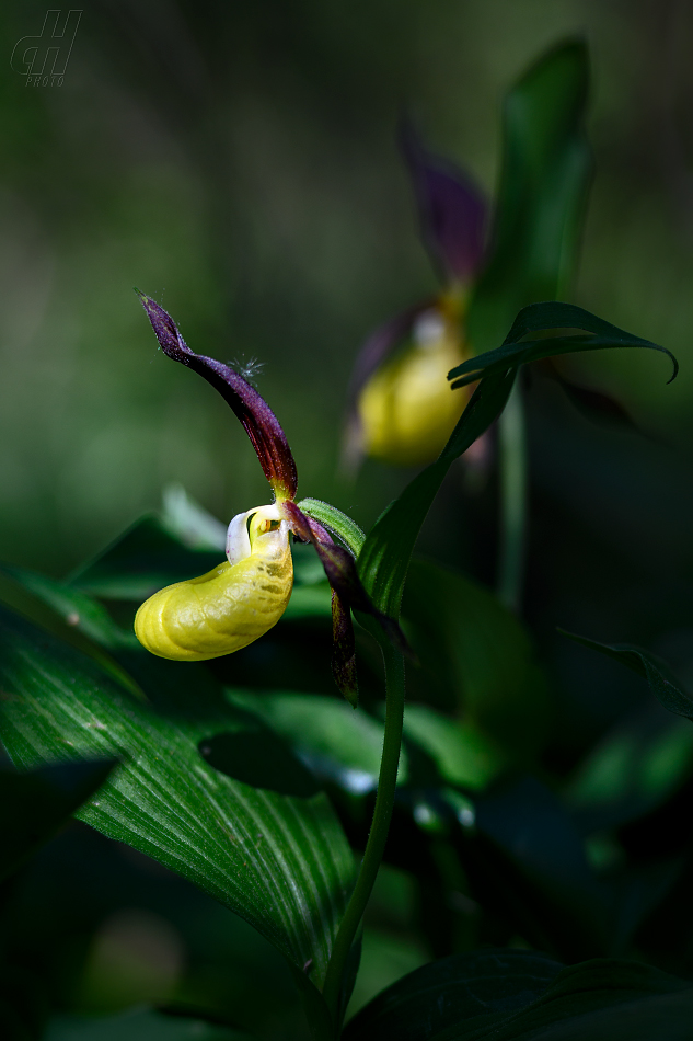 střevíčník pantoflíček - Cypripedium calceolus