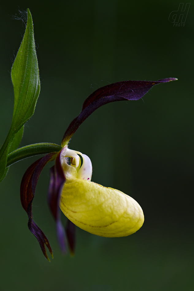 střevíčník pantoflíček - Cypripedium calceolus