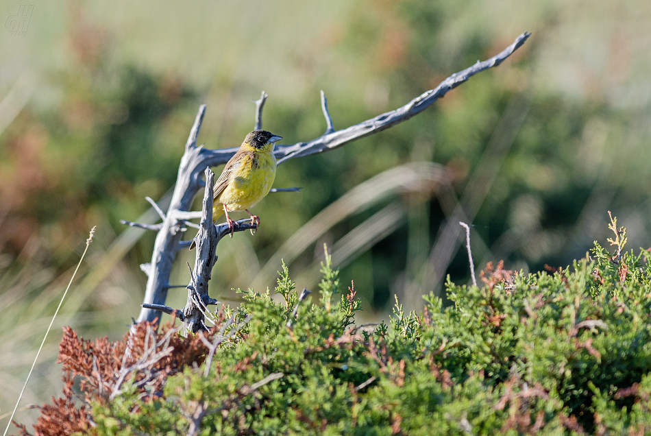 strnad černohlavý - Emberiza melanocephala