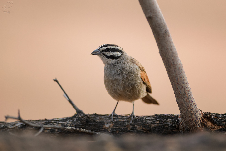 strnad kapský - Emberiza capensis