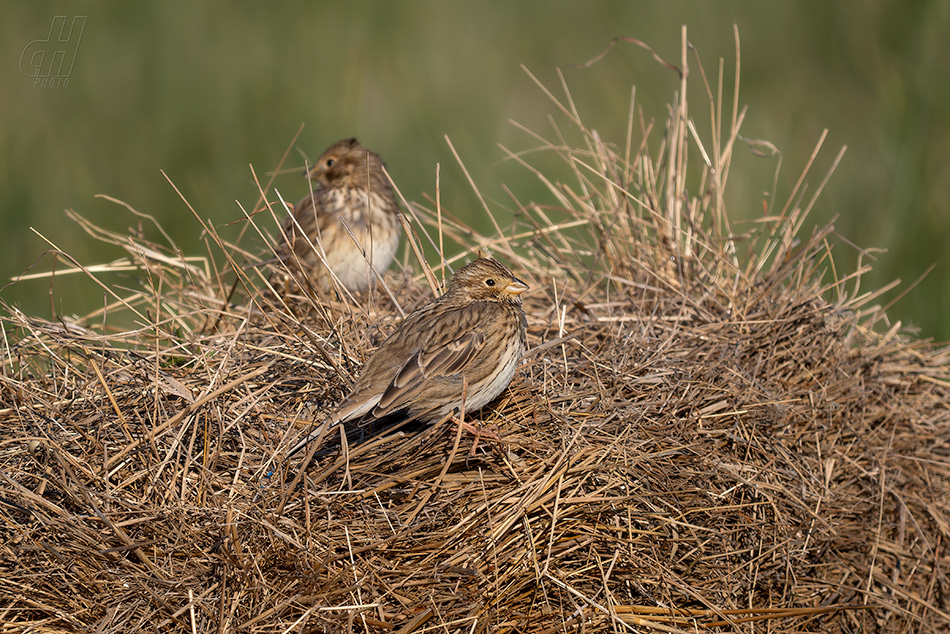 strnad luční - Emberiza calandra